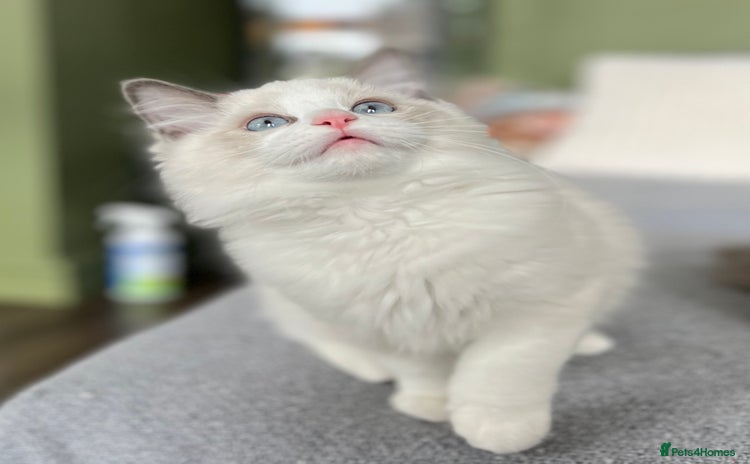 Ragdoll cats - Advert 3