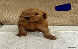 Cockapoo dogs for sale: Outstanding Cockapoos Puppies. 4 boys💙 2 girls 💗 - Image 25