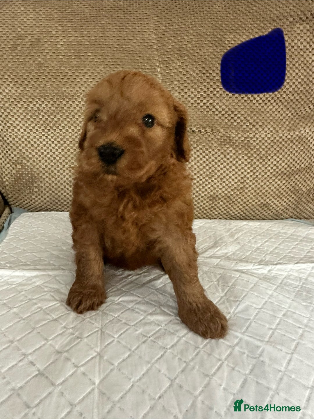 Cockapoo dogs for sale: Outstanding Cockapoos Puppies. 4 boys💙 2 girls 💗 - Image 25