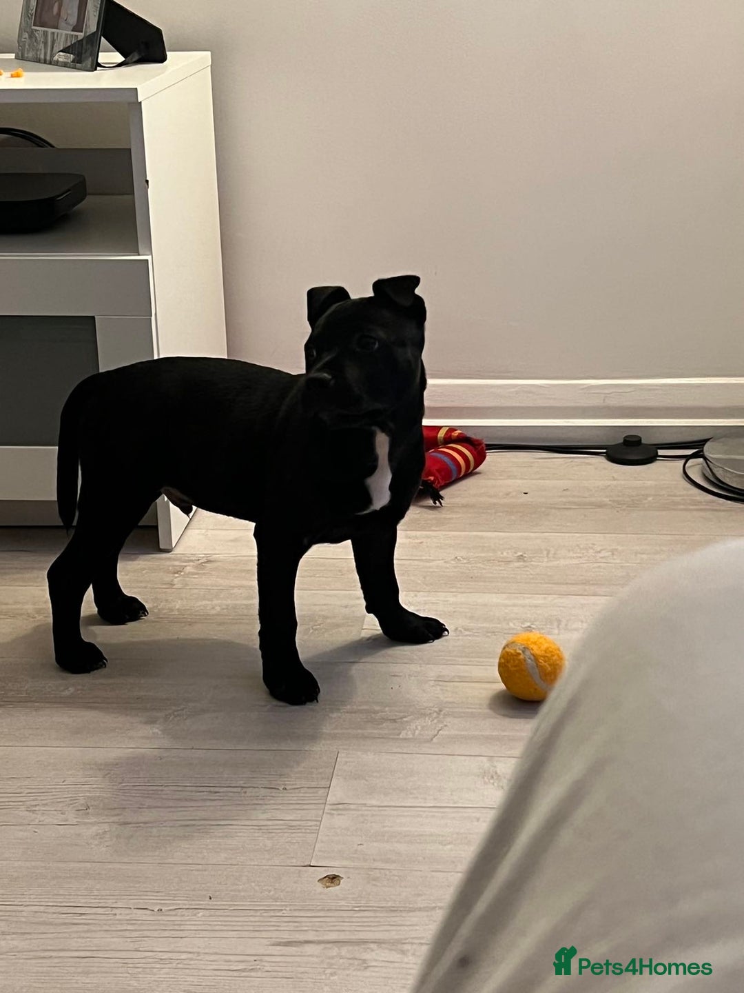 Staffordshire Bull Terrier dogs for stud: Bruno - Advert 6