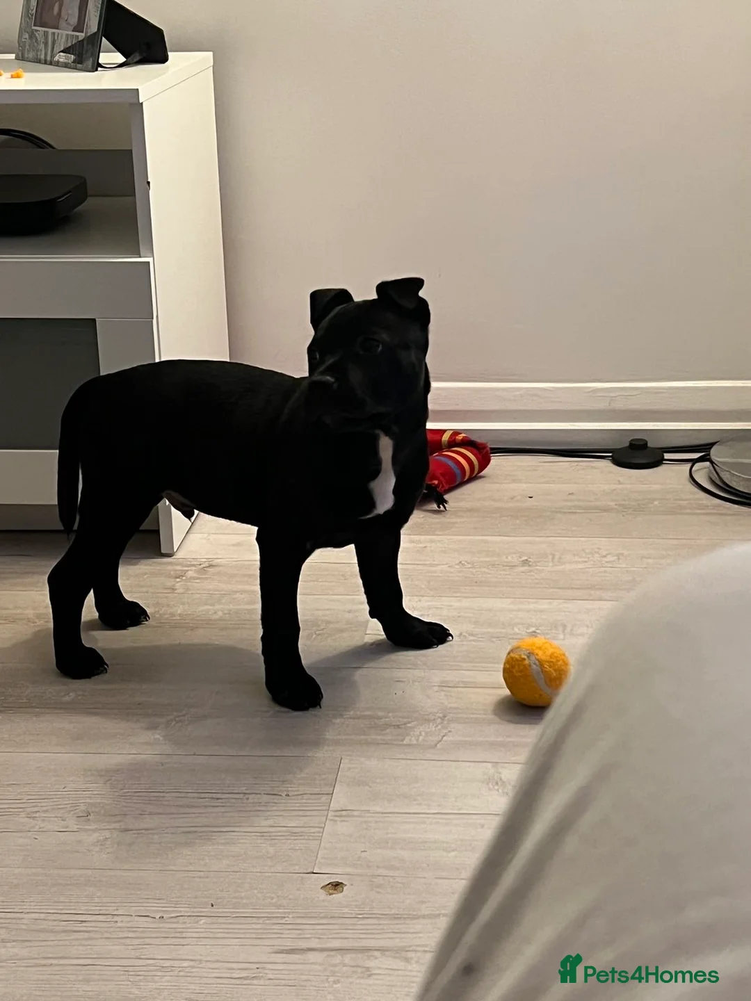 Staffordshire Bull Terrier dogs for stud: Bruno - Advert 6