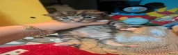 Mixed Breed cats for sale: Kittens for sale  - Advert 6
