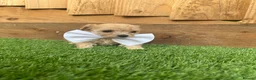 Cockapoo dogs for sale: 🐾 Adorable F1BB Teddy bear toy cockapoos 🐾 - Advert 35