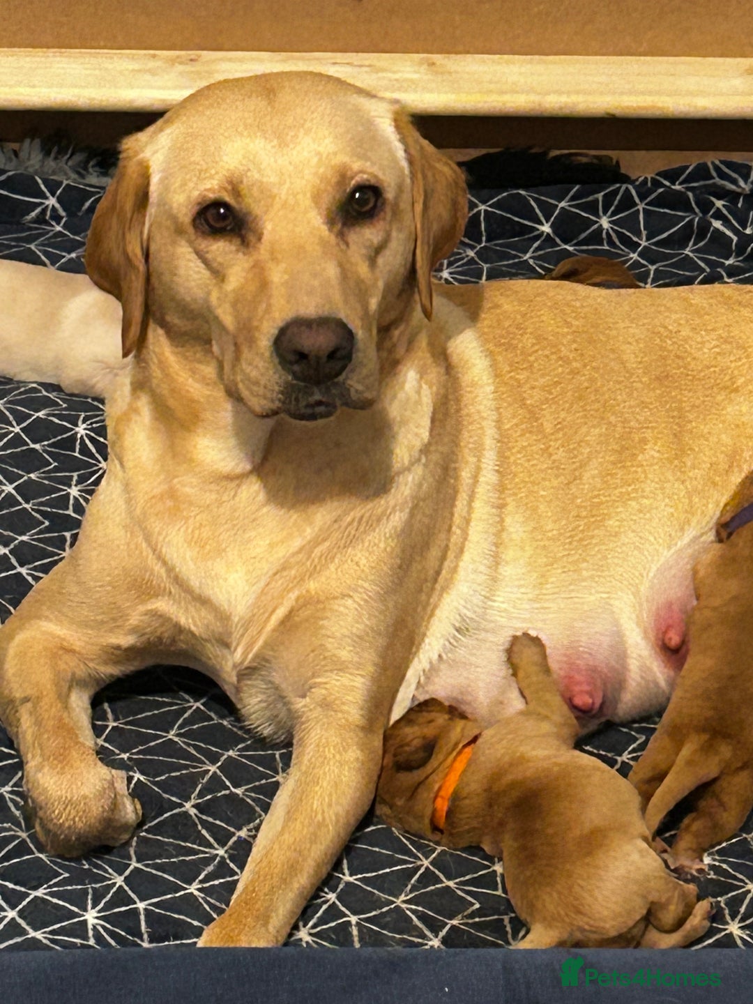 Labrador Retriever dogs for sale: Beautiful Labrador Puppies - Advert 2