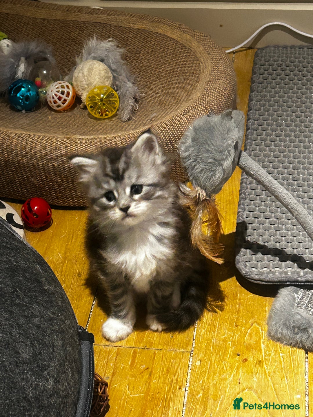 Maine Coon cats for sale: Stunning Purebred Maine Coon Kittens 😺  - Advert 6