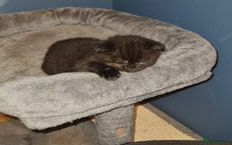 Scottish Fold cats for sale: Scottish Folds  4 Male 1 Female - Image 10