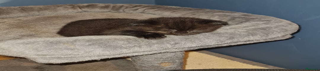Scottish Fold Kitten 1