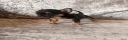 Chihuahua dogs for sale: Beautiful chihuahua puppies  - Advert 5