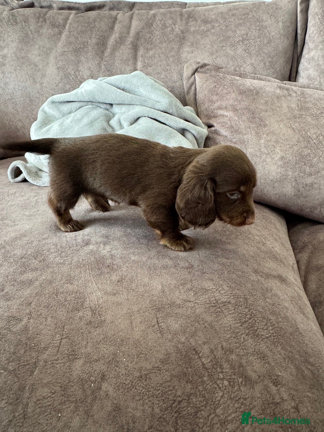 Miniature Dachshund dogs for sale: Long haired miniture dachshund  - Image 12
