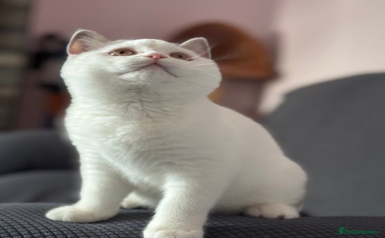 British Shorthair cats - Advert 3