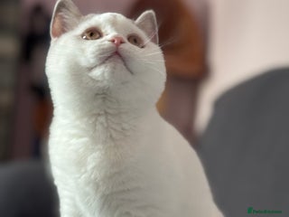 British Shorthair cats - Advert 30