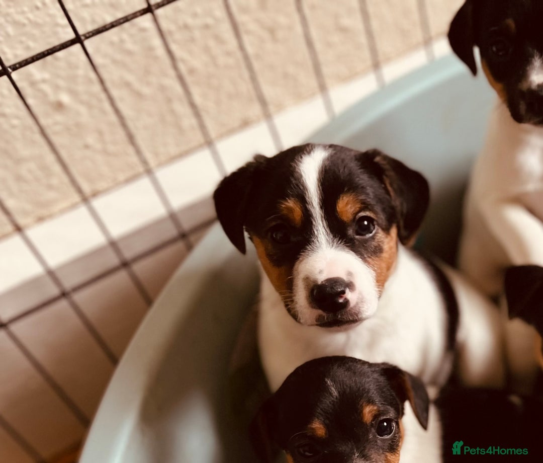 Jack Russell dogs for sale: Jack Russell puppies for sale - Advert 4