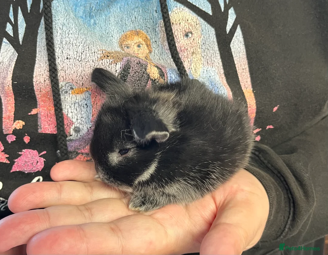 Mini Lop rabbits for sale: Early Spring Babies - Advert 1