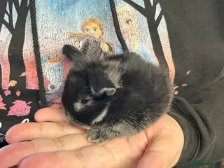 Mini Lop rabbits Early Spring Babies - Advert 2