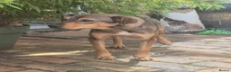 Mixed Breed dogs for adoption: Musu! - Advert 2