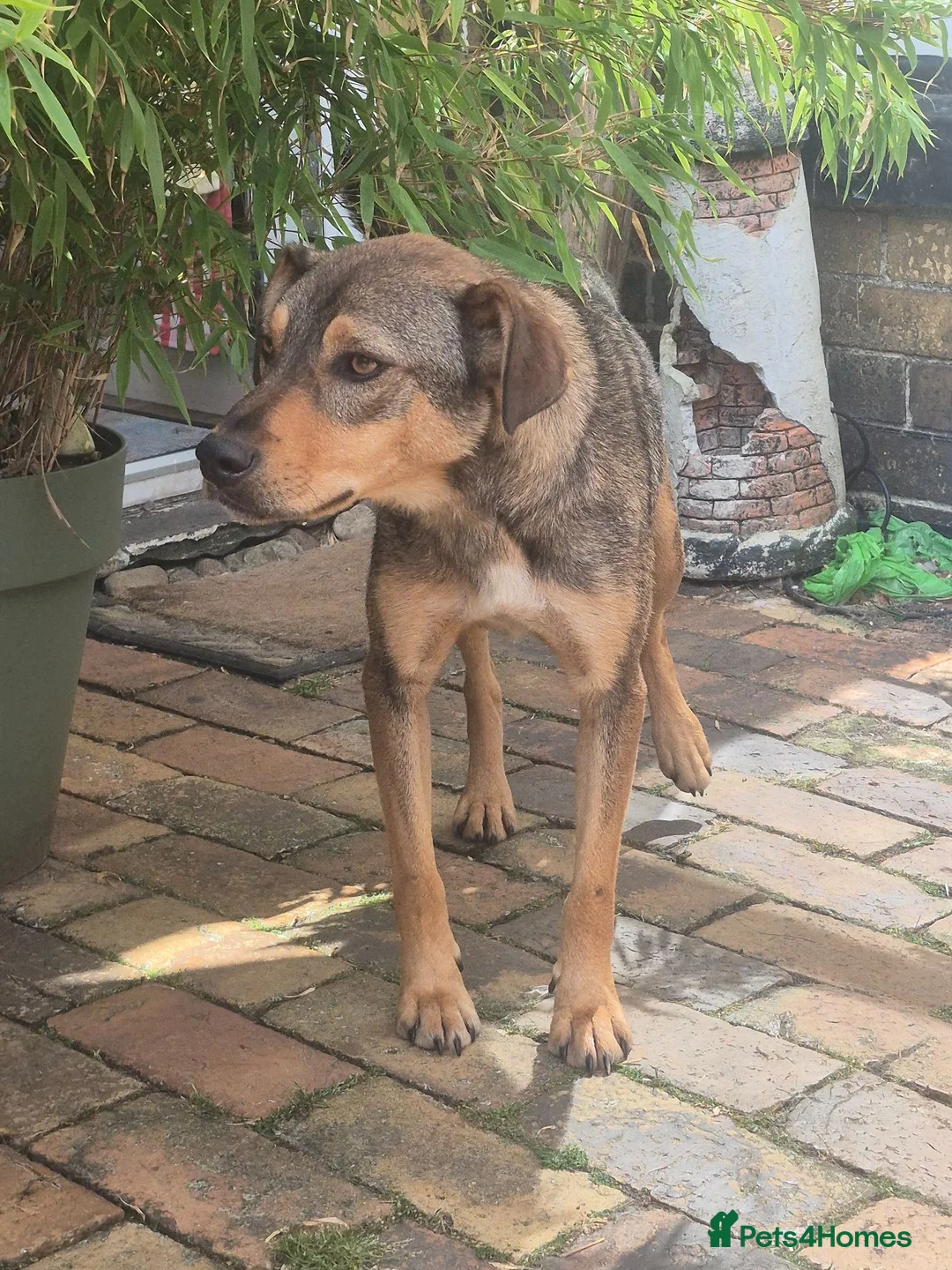 Mixed Breed dogs for adoption: Musu! - Advert 2
