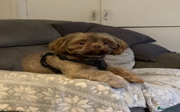 Shih Tzu dogs for sale: Shih tzu retired stud dog  - Image 1