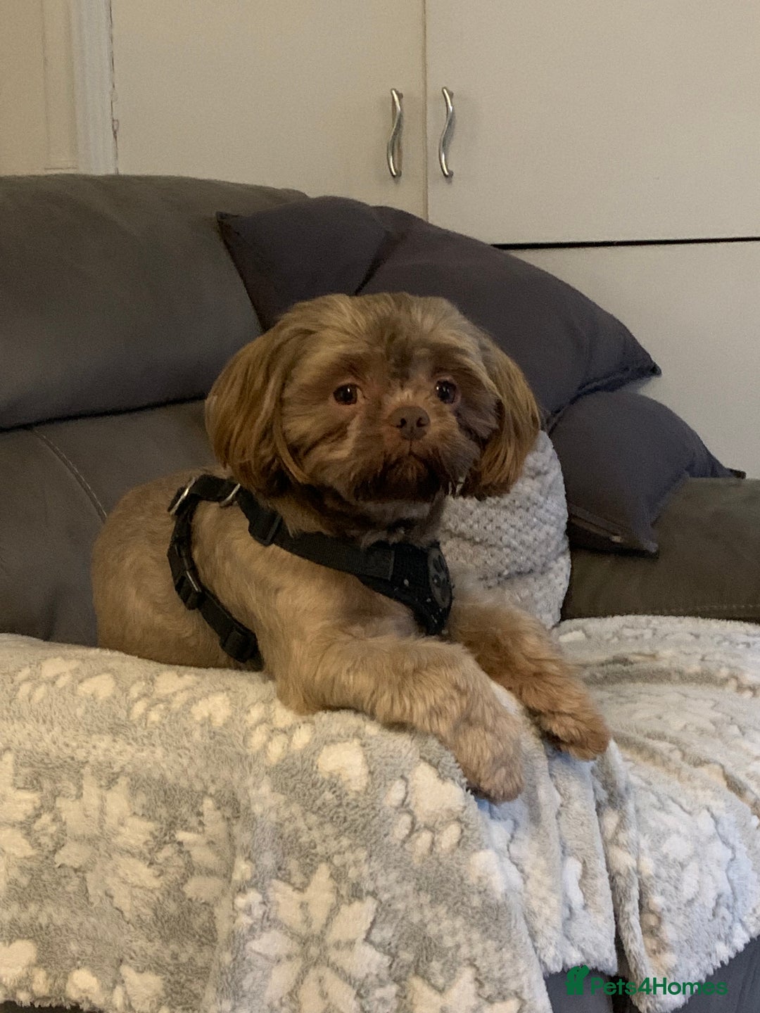 Shih Tzu dogs for sale: Shih tzu retired stud dog  - Image 1