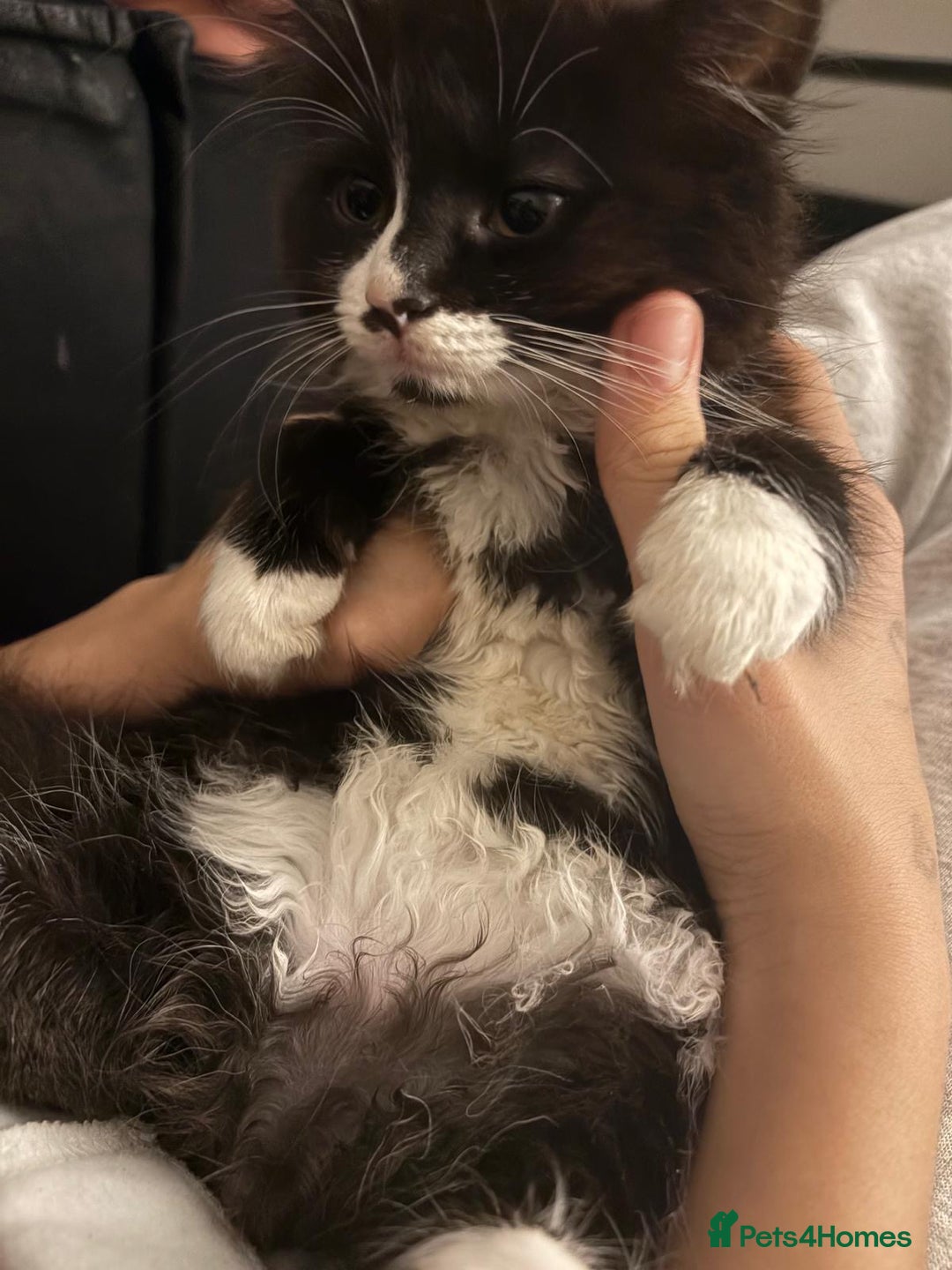 Mixed Breed cats for sale: 4 kittens, 3 girls & 1 boy - Advert 10