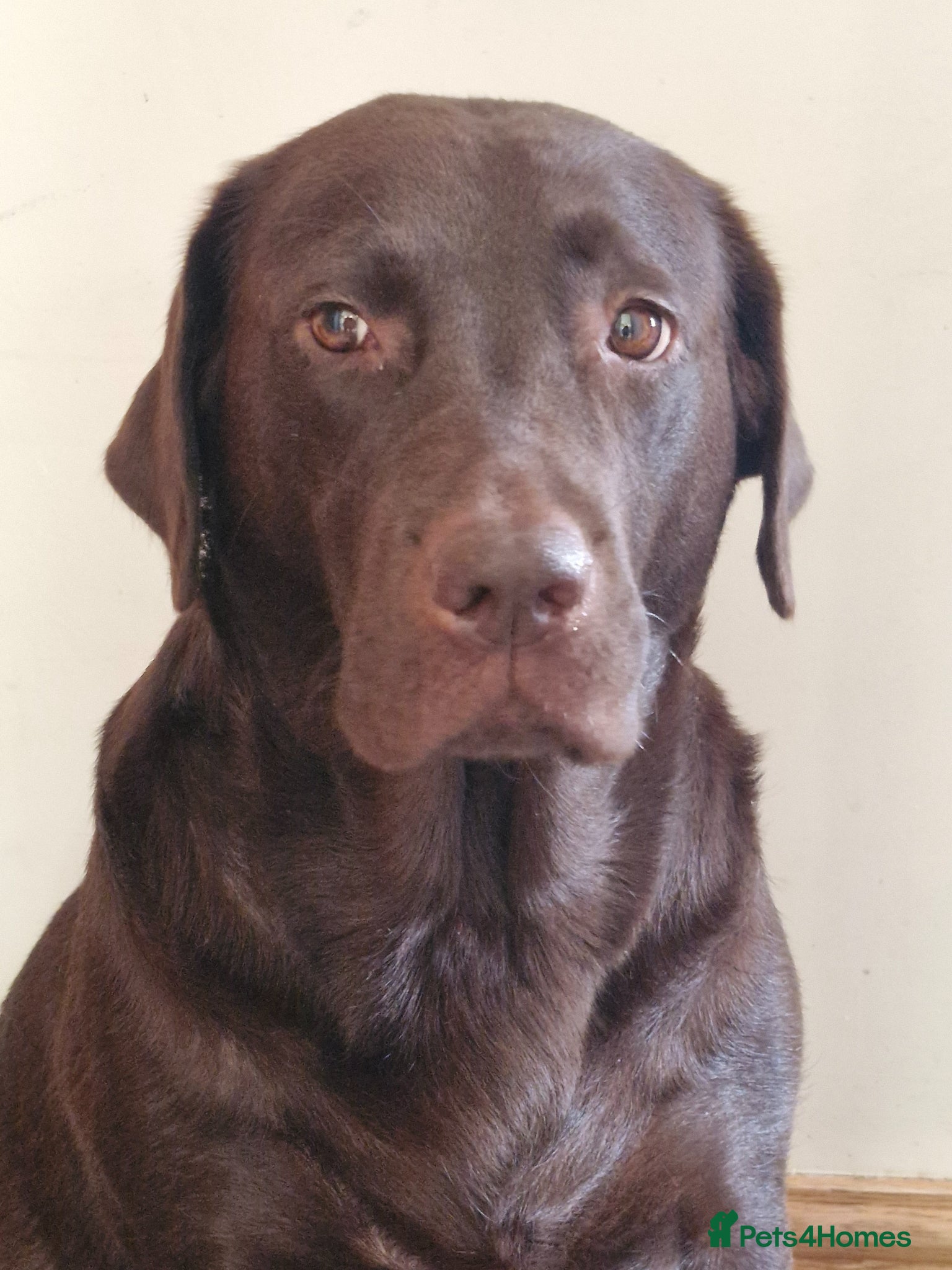 Labrador Retriever dogs for sale: KC Registered Chunky Chocolate Labrador Retrievers - Advert 1