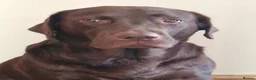 Labrador Retriever dogs for sale: KC Registered Chunky Chocolate Labrador Retrievers - Advert 1