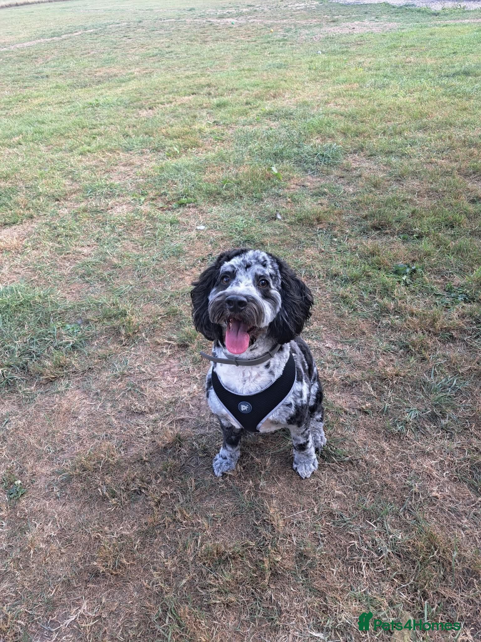 Cockapoo dogs 3 year old male Cockapoo - Advert 2