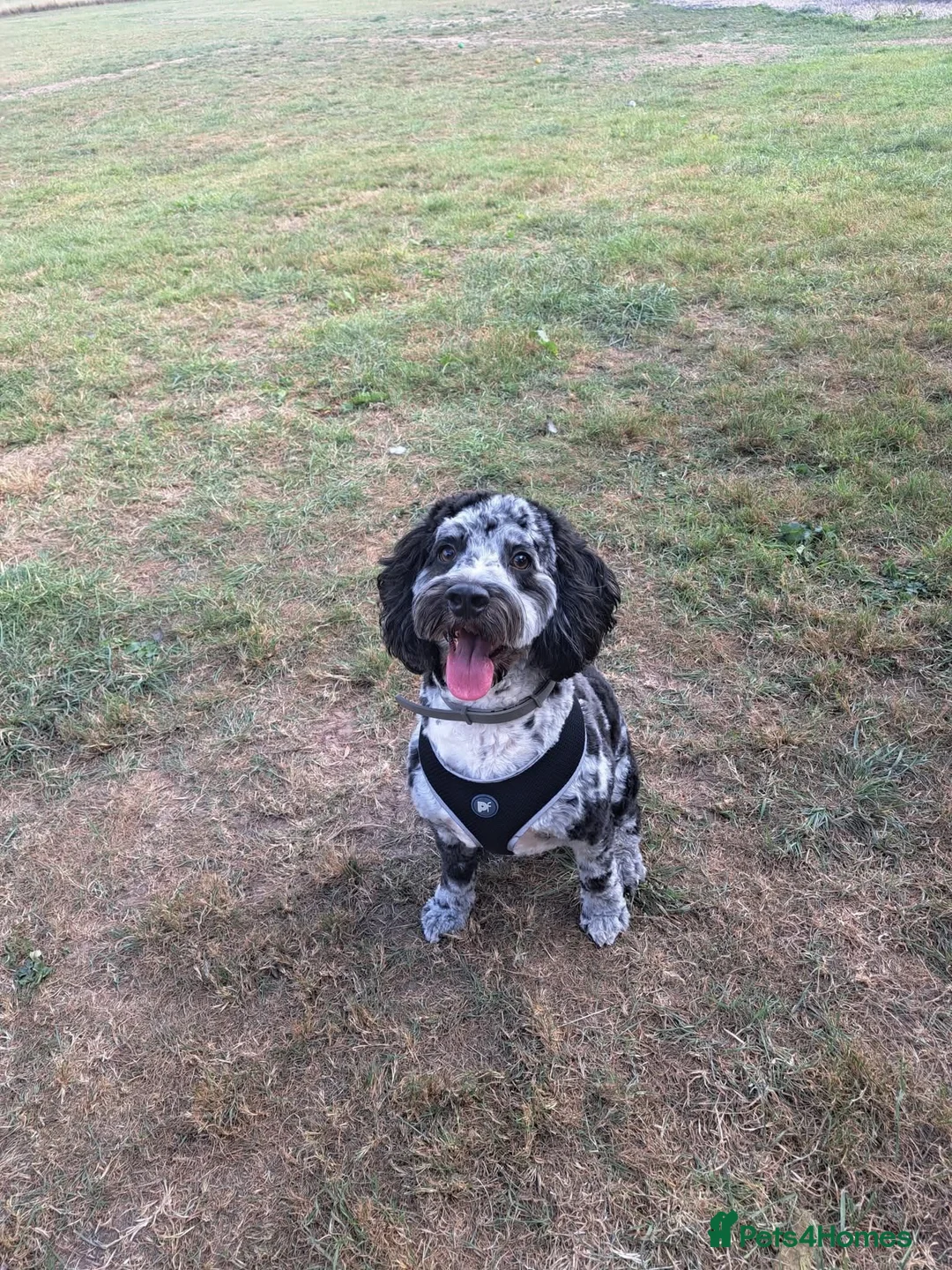 Cockapoo dogs for sale: 3 year old male Cockapoo - Advert 1