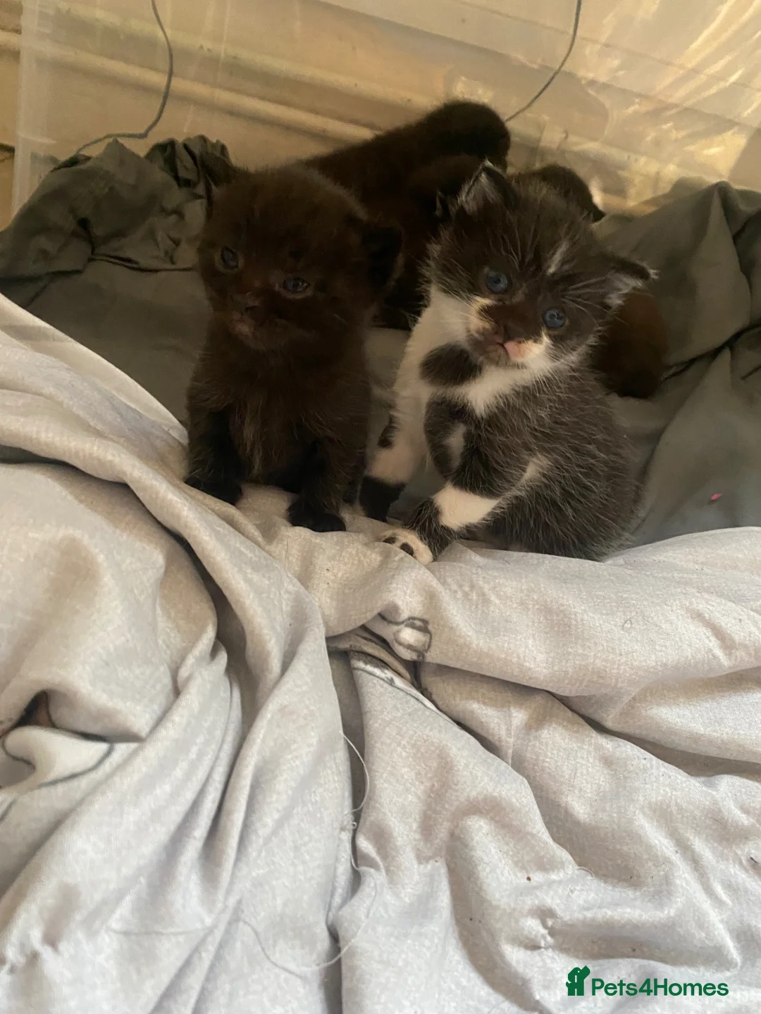 Mixed Breed cats for sale: Beautiful kittens needing loving homes  - Advert 2