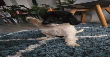 Standard Poodle dogs - Advert 3
