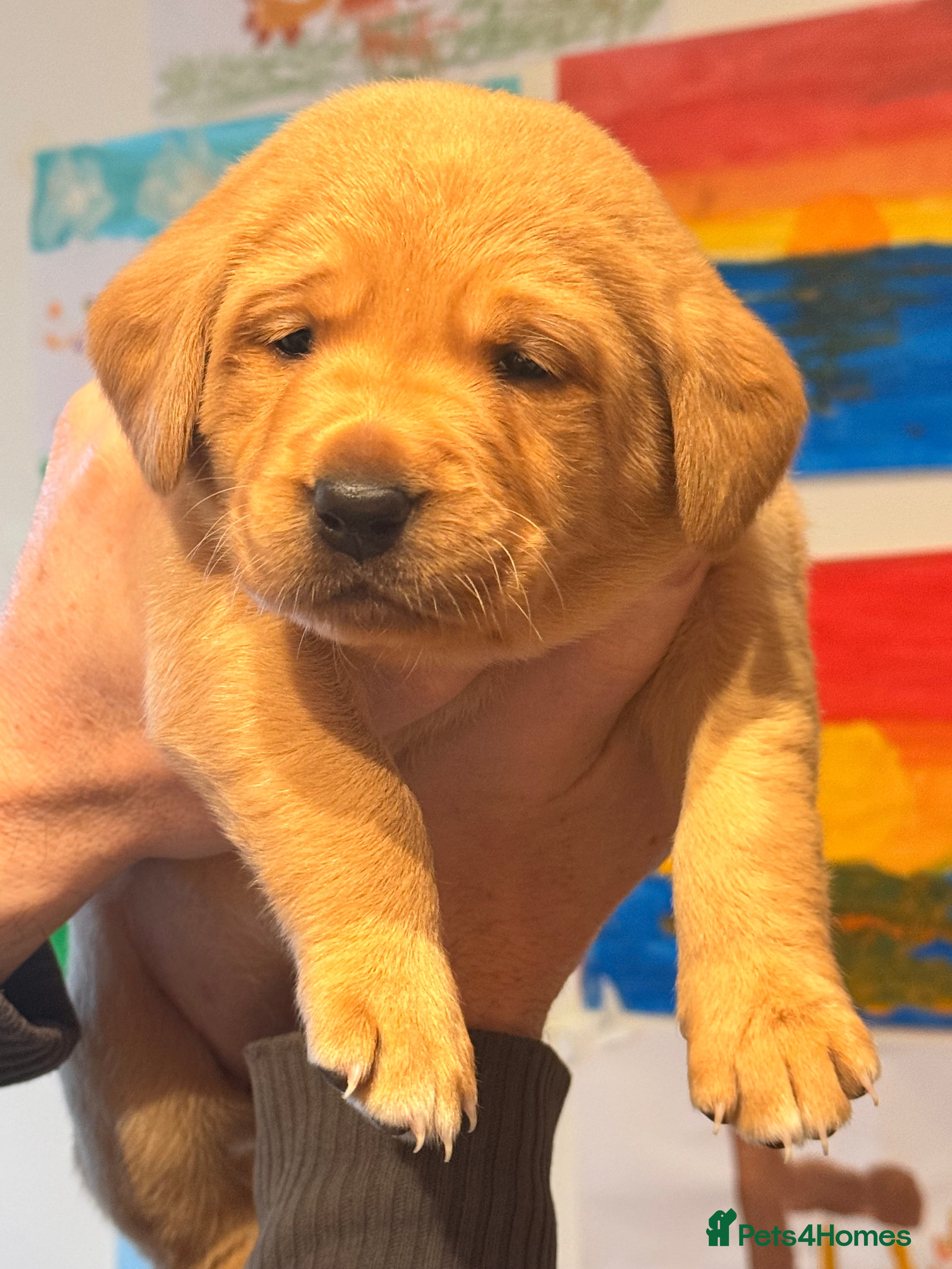 Labrador Retriever dogs Working Labrador Puppies Black & Fox Red Ready Now - Advert 4