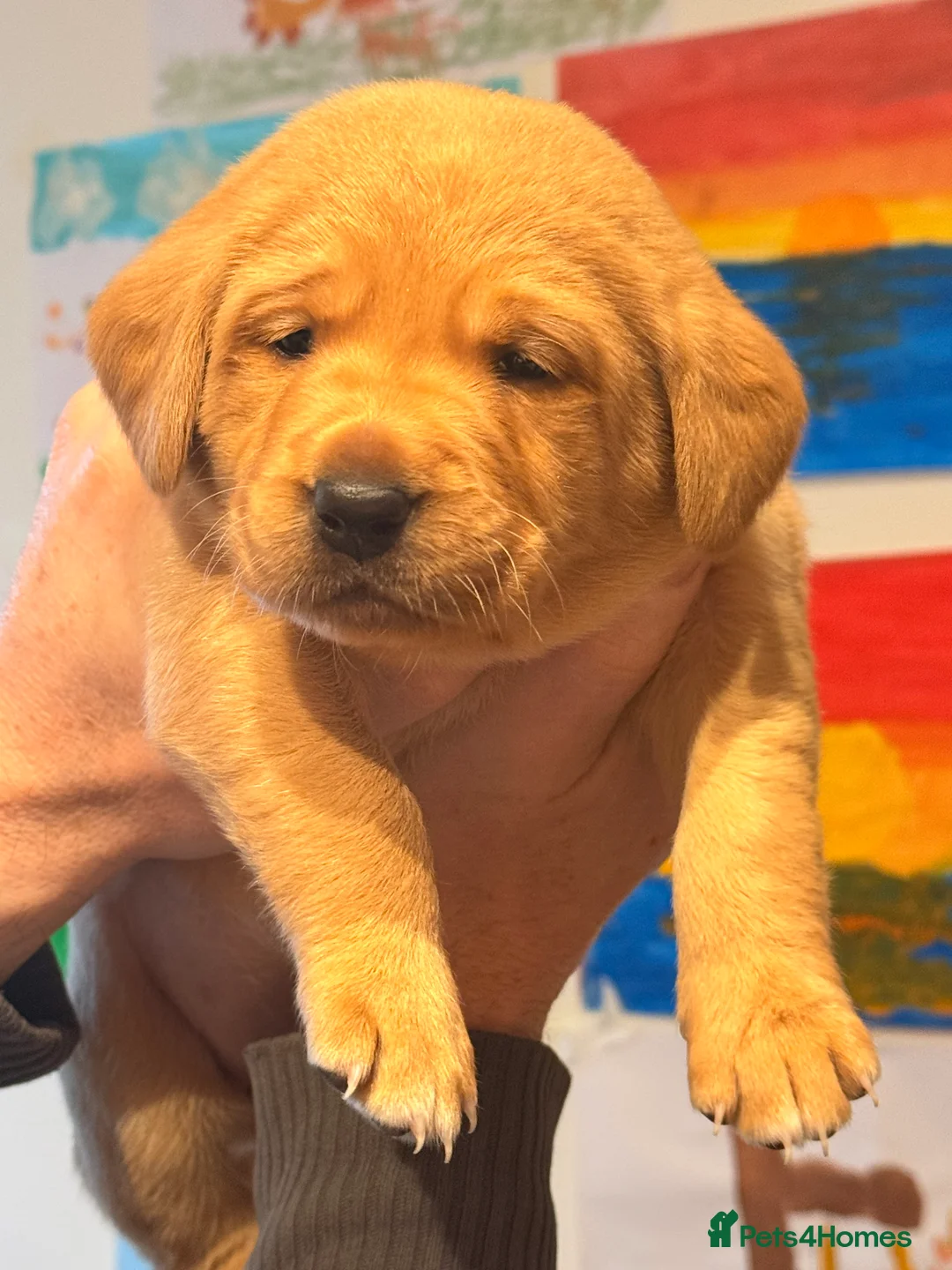 Labrador Retriever dogs for sale: Working Labrador Puppies Black & Fox Red Ready Now - Advert 1