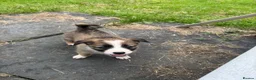 Mixed Breed dogs for sale: Adorable Litter of 9 Border collies - Advert 11