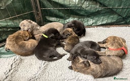 Mixed Breed dogs for sale: Staff x puppies - Image 6