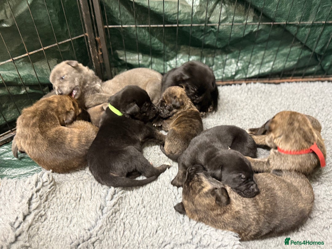 Mixed Breed dogs for sale: Staff x puppies - Image 6