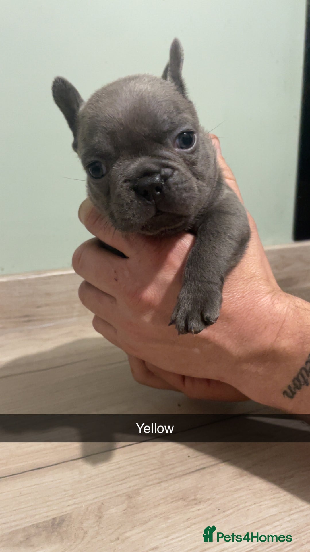 French Bulldog dogs for sale: Frenchie cross  - Advert 4