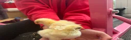 Chickens poultry for sale: 5 day old hybrid chicks - Advert 3
