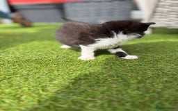Domestic Shorthair cats for sale: 🐾 Playful, Affectionate Kittens - Image 11