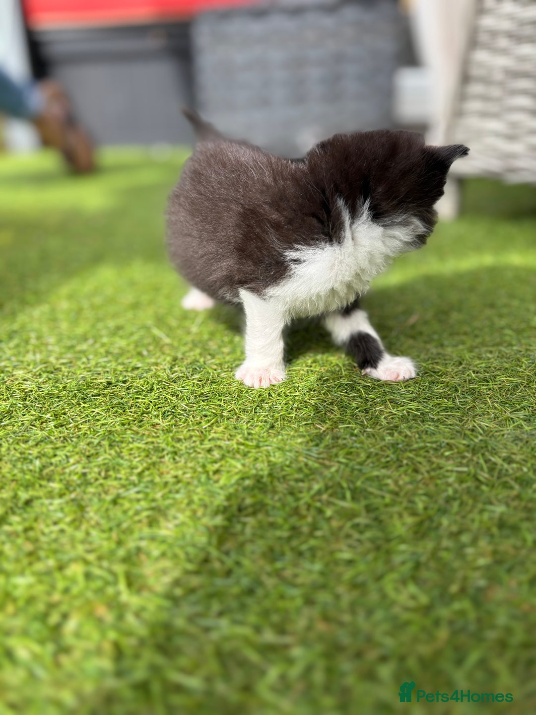 Domestic Shorthair cats for sale: 🐾 Playful, Affectionate Kittens - Image 11