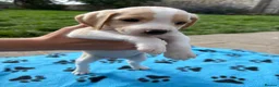 Beagle dogs for sale: Beagle Puppies - Advert 8
