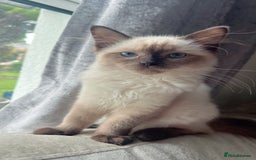 Ragdoll cats for sale: Female Ragdoll kitten  - Image 3