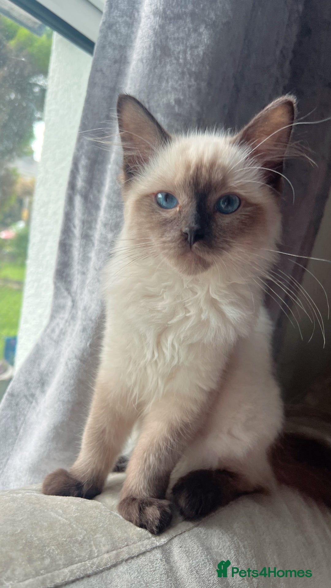 Ragdoll cats for sale: Female Ragdoll kitten  - Image 3