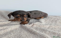 Miniature Dachshund dogs for sale: Miniature dachshund  - Image 5