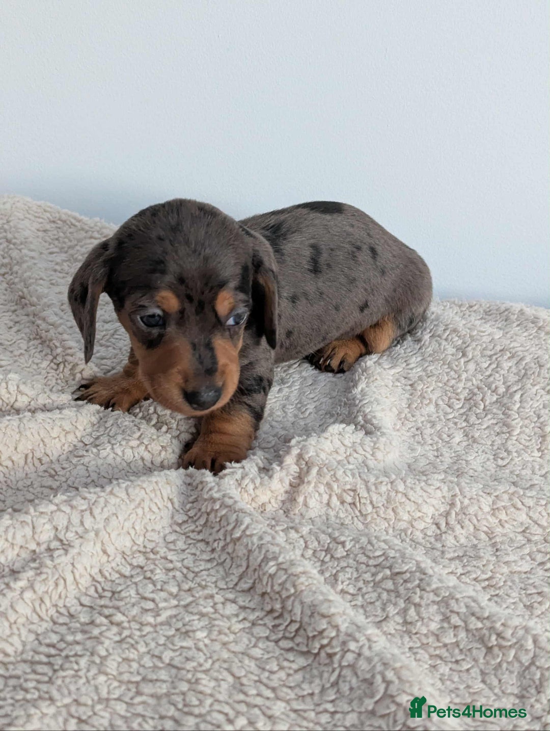 Miniature Dachshund dogs for sale: Miniature dachshund  - Image 5