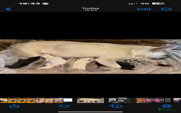 French Bulldog dogs for sale: Stunning french bulldogs  - Image 1