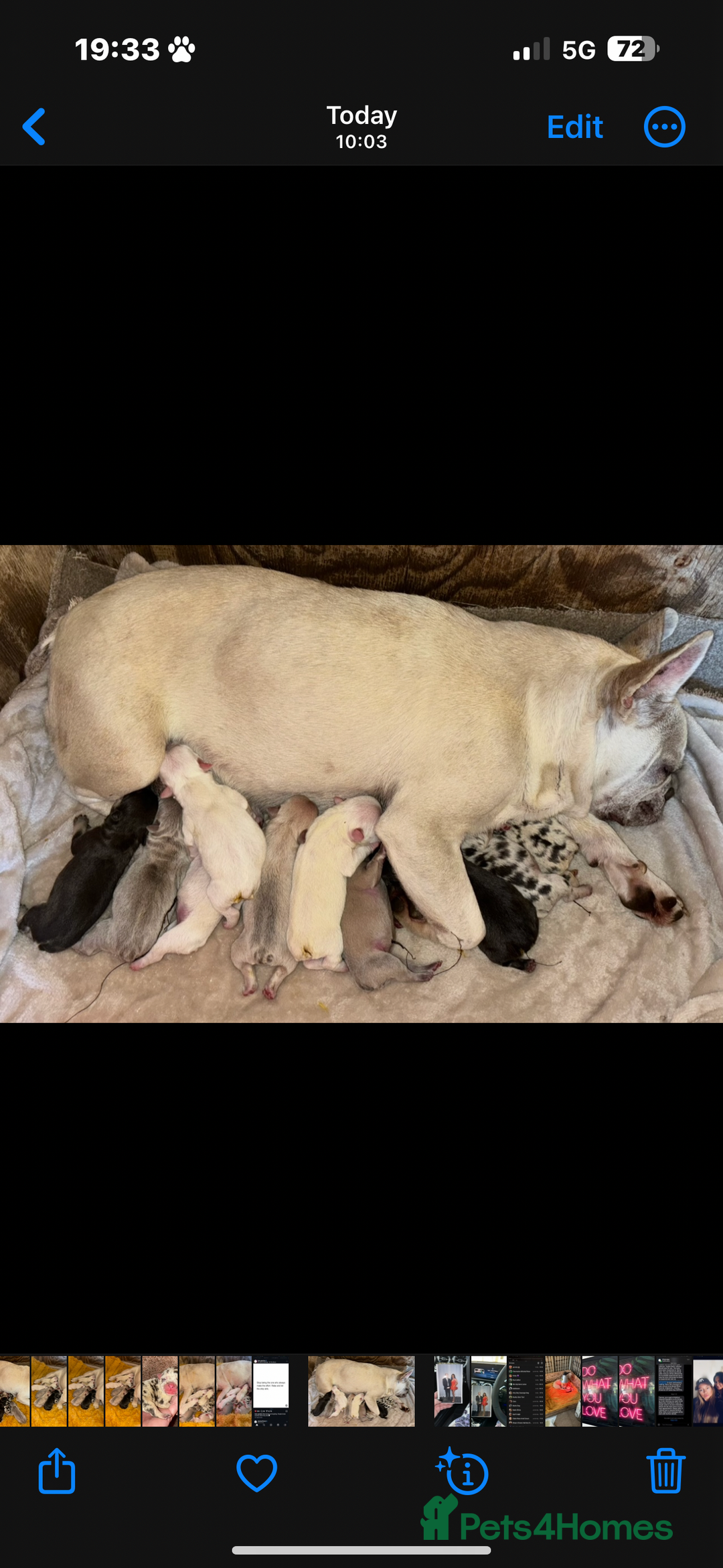 French Bulldog dogs for sale: Stunning french bulldogs  - Image 1