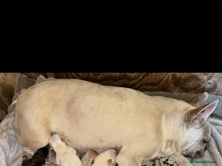 French Bulldog dogs - Advert 1