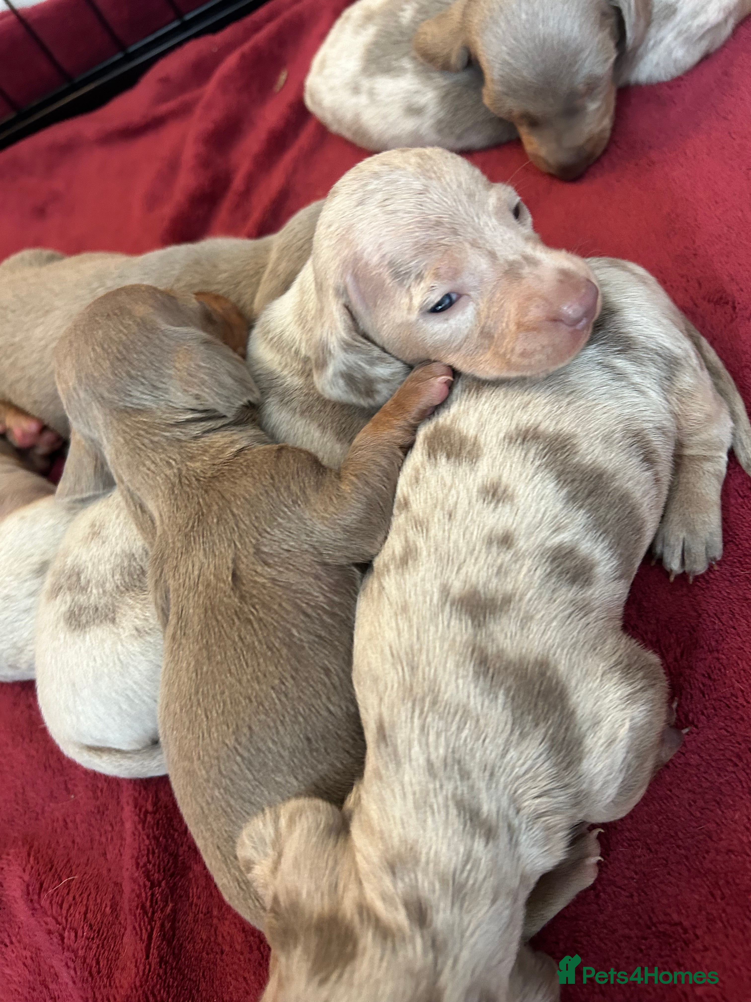 Dachshund dogs Miniature dachshund  - Advert 16