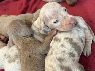 Dachshund dogs Miniature dachshund - Advert 15