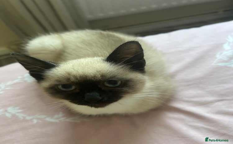 Siamese cats - Advert 1