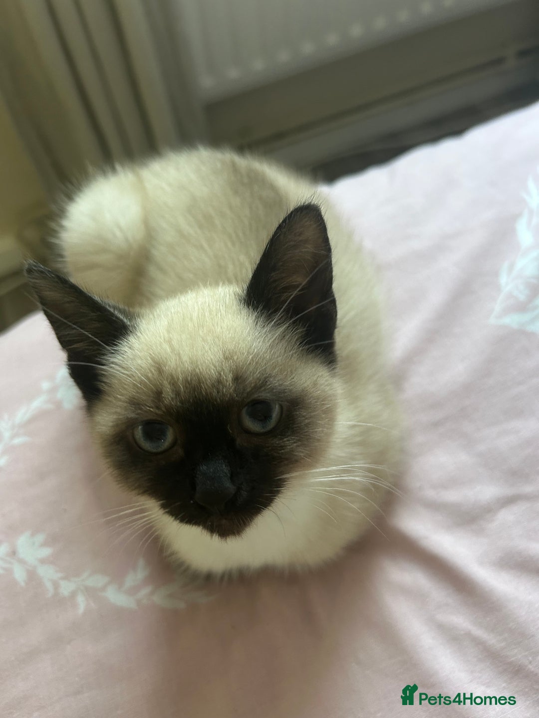 Siamese cats for sale: Siamese kitten12 weeks old  - Image 1